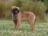LEONBERG 1034